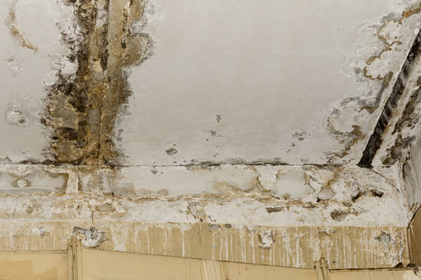 Professional Mold Inspection, Removal & Remediation in Southlake, TX